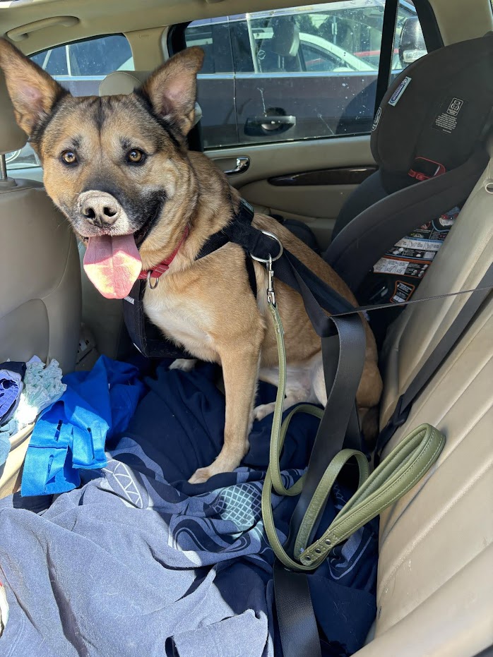 Lexi - STILL WAITING FOR FOREVER FAMILY, a Adoptable mixed breed in Lake Cowichan, BC image 5/6