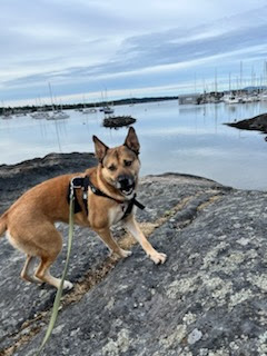 Lexi - STILL WAITING FOR FOREVER FAMILY, a Adoptable mixed breed in Lake Cowichan, BC image 4/6