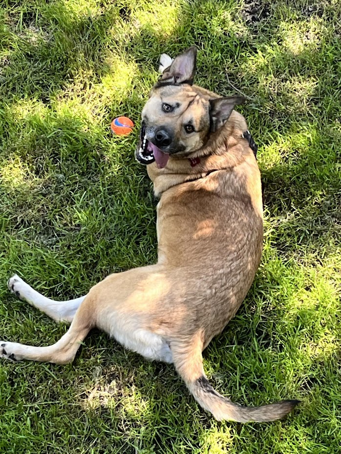 Lexi - STILL WAITING FOR FOREVER FAMILY, a Adoptable mixed breed in Lake Cowichan, BC image 2/6