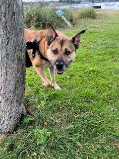 Lexi - STILL WAITING FOR FOREVER FAMILY, a Adoptable mixed breed in Lake Cowichan, BC image 6/6