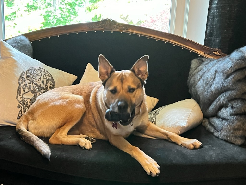 Lexi - STILL WAITING FOR FOREVER FAMILY, a Adoptable mixed breed in Lake Cowichan, BC image 3/6