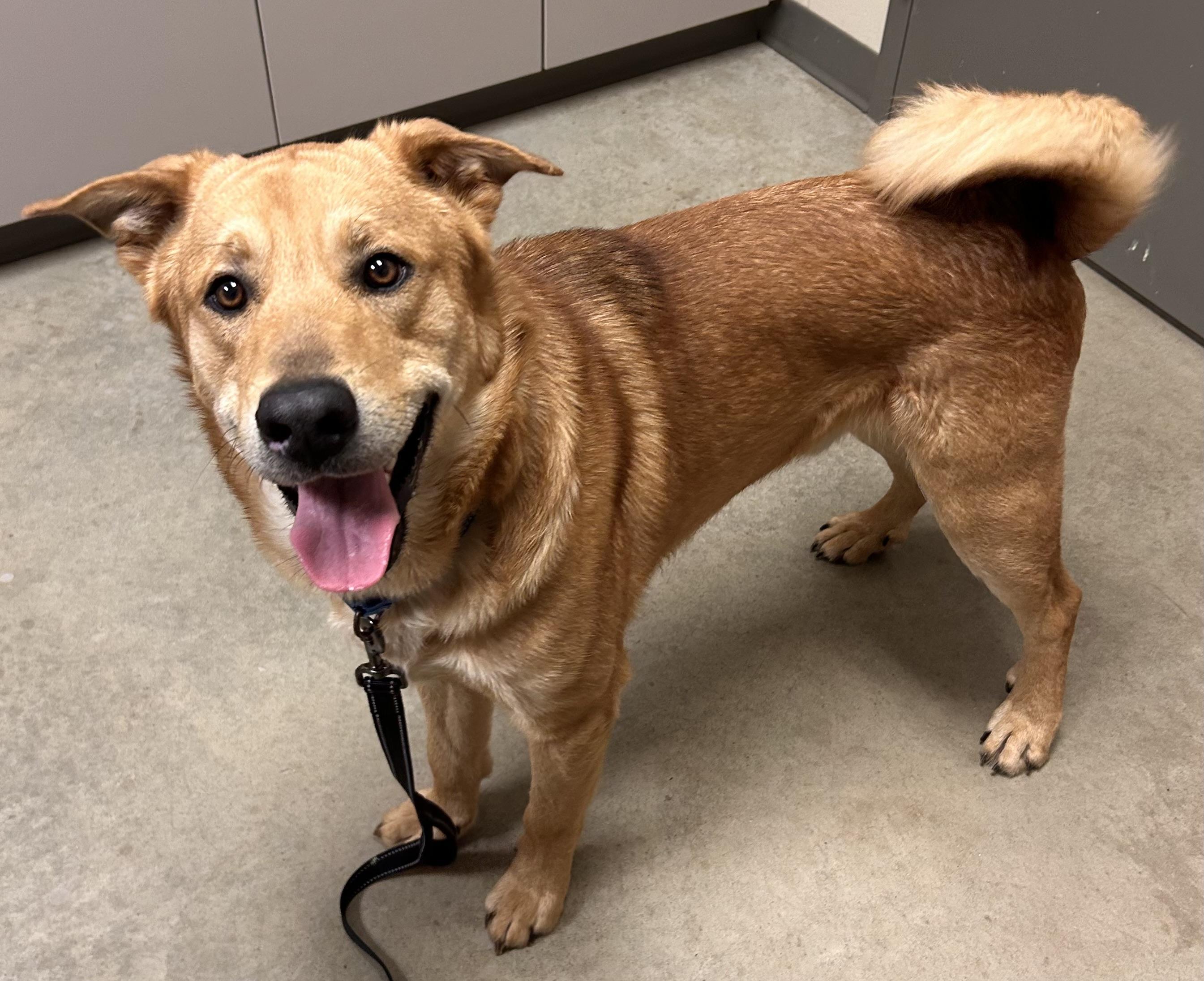 Matteo, ADOPTABLE, Adult Male Shepherd.