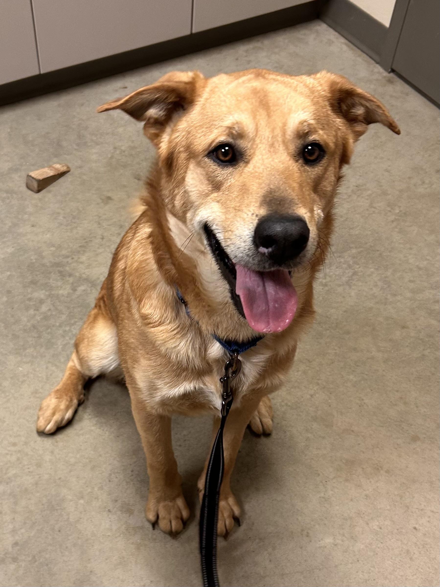 Enlarge Matteo, a ADOPTABLE mixed breed in Mason City, IA image 2/2