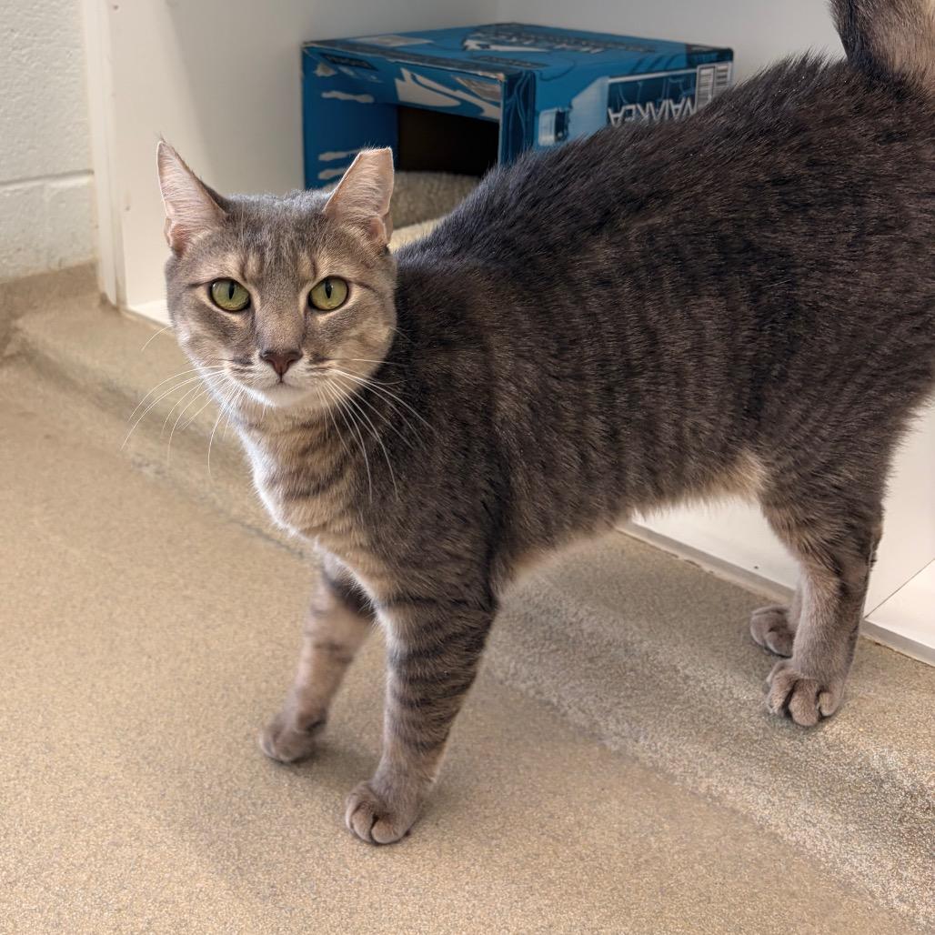 Evie, a Adoptable Domestic Short Hair in Marshall, VA image 1/4