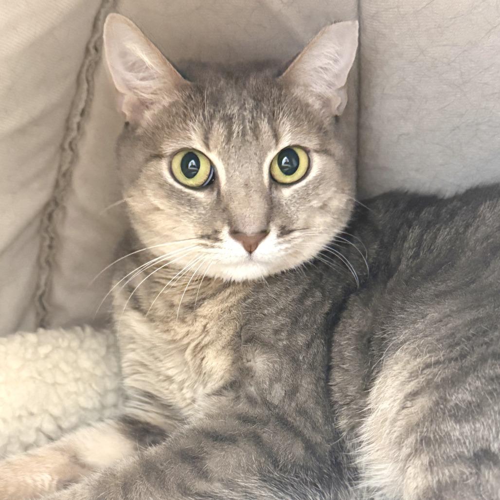 Evie, a Adoptable Domestic Short Hair in Marshall, VA image 2/4