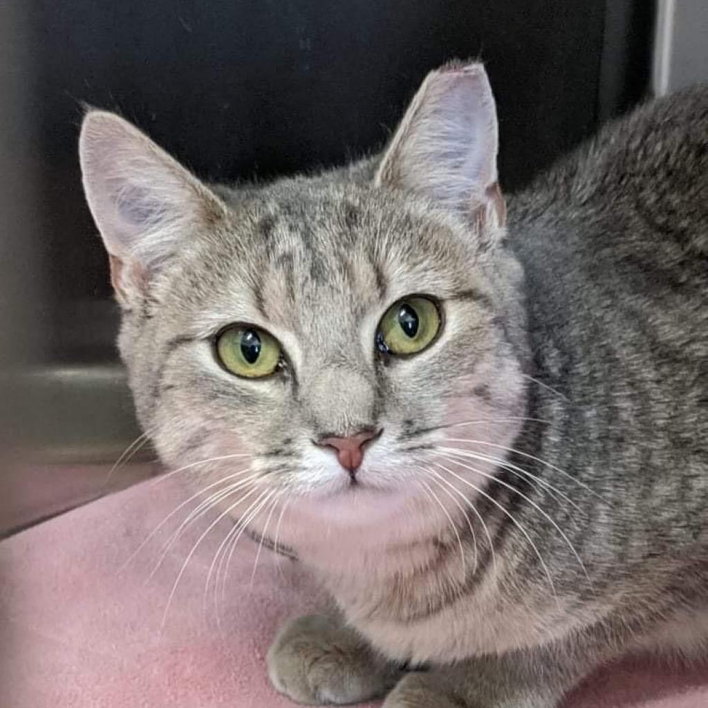 Evie, Adoptable, Adult Female Domestic Short Hair.