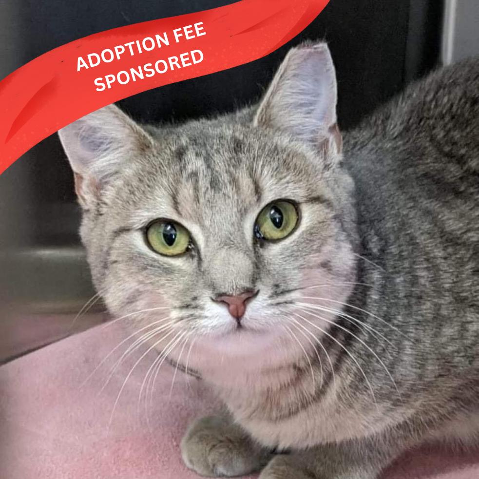 Enlarge Evie, a Adoptable Domestic Short Hair in Marshall, VA image 2/2