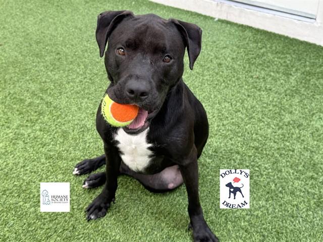 Enlarge MIA, a Adoptable American Staffordshire Terrier in Fort Lauderdale, FL image 1/1