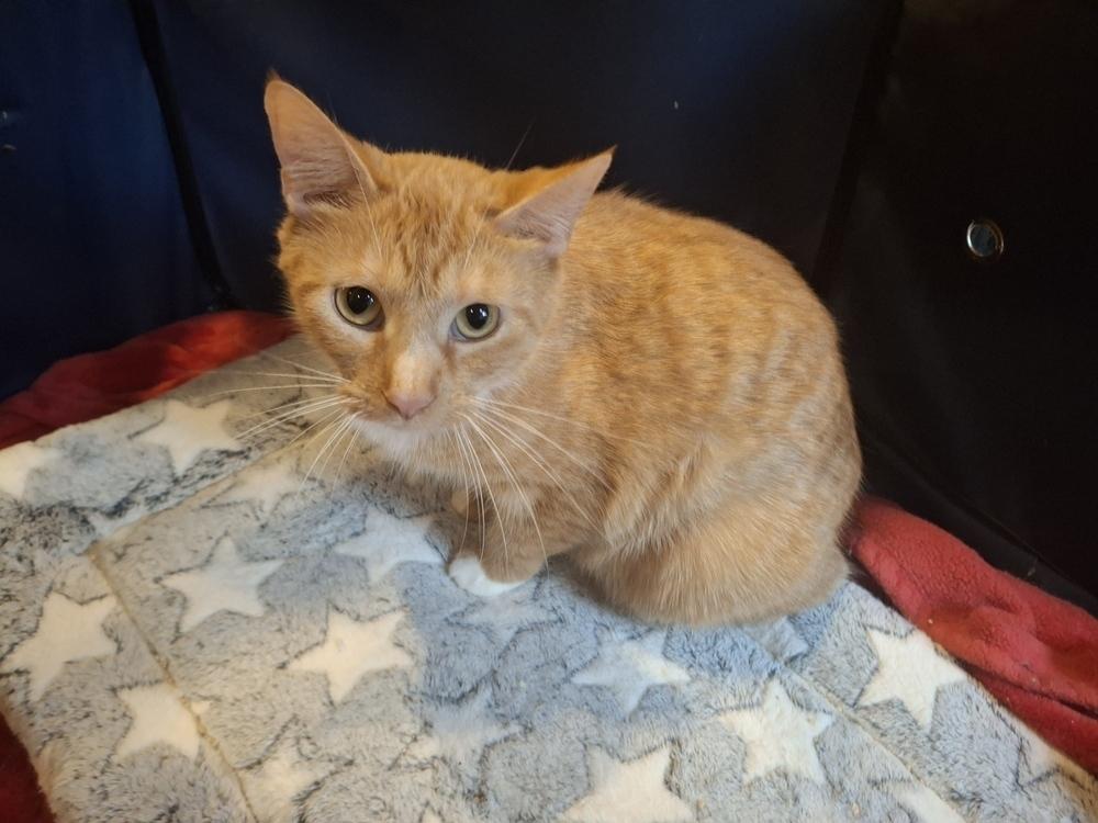 Guinevere G., Adoptable, Adult Female Domestic Short Hair.