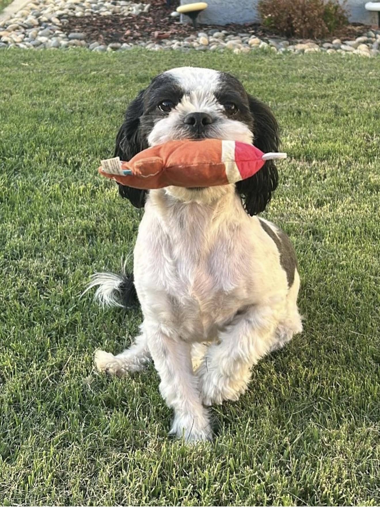 Boba, Adopted, Adult Male Shih Tzu.