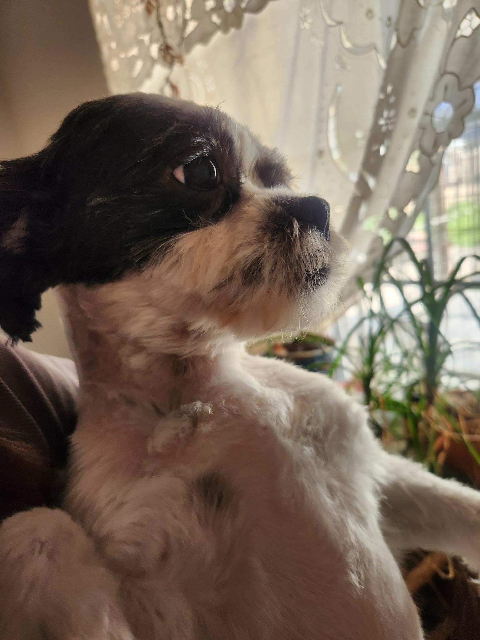 Enlarge Boba, a Adopted Shih Tzu in Madera, CA image 2/5