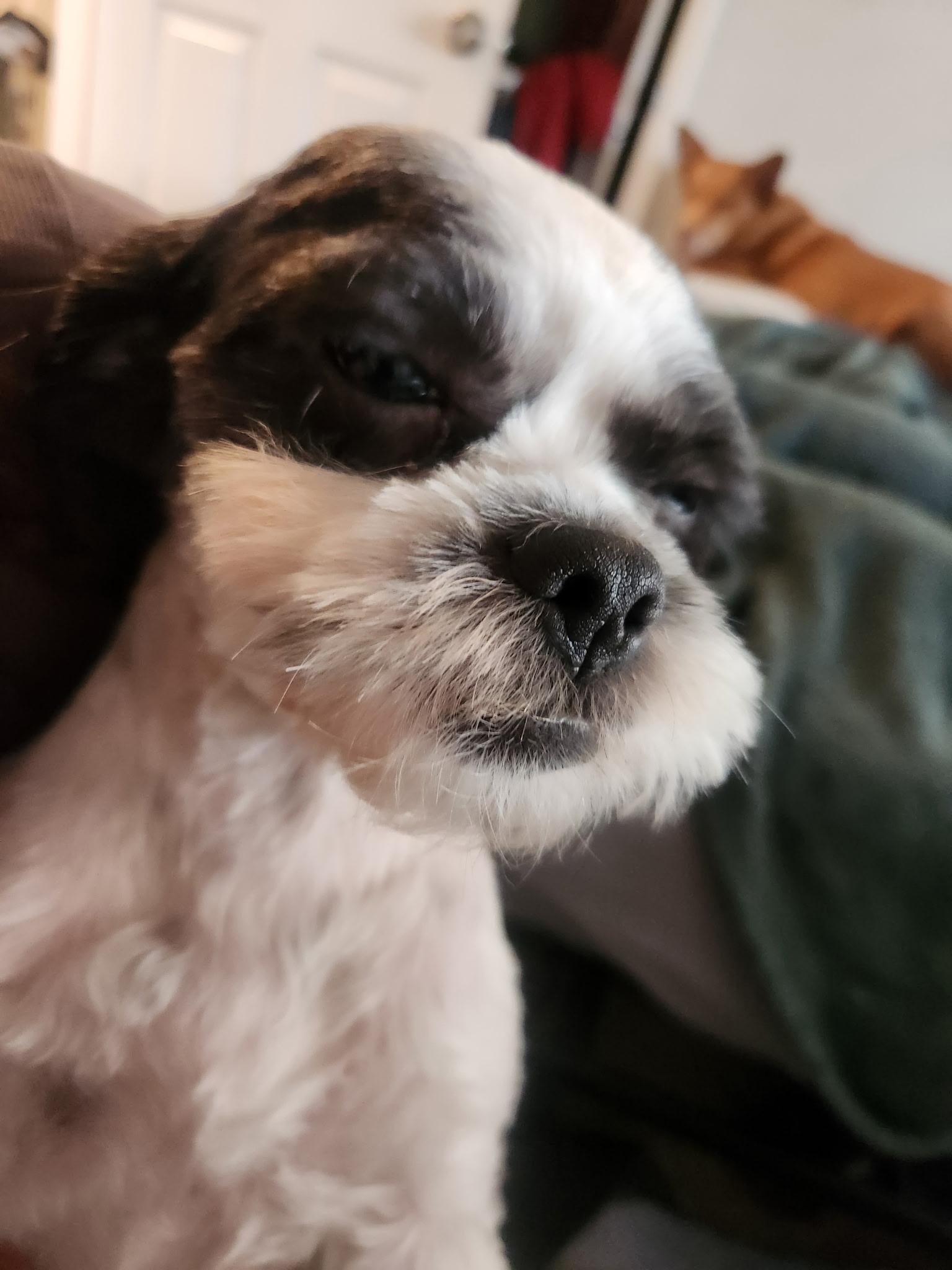 Enlarge Boba, a Adopted Shih Tzu in Madera, CA image 3/5