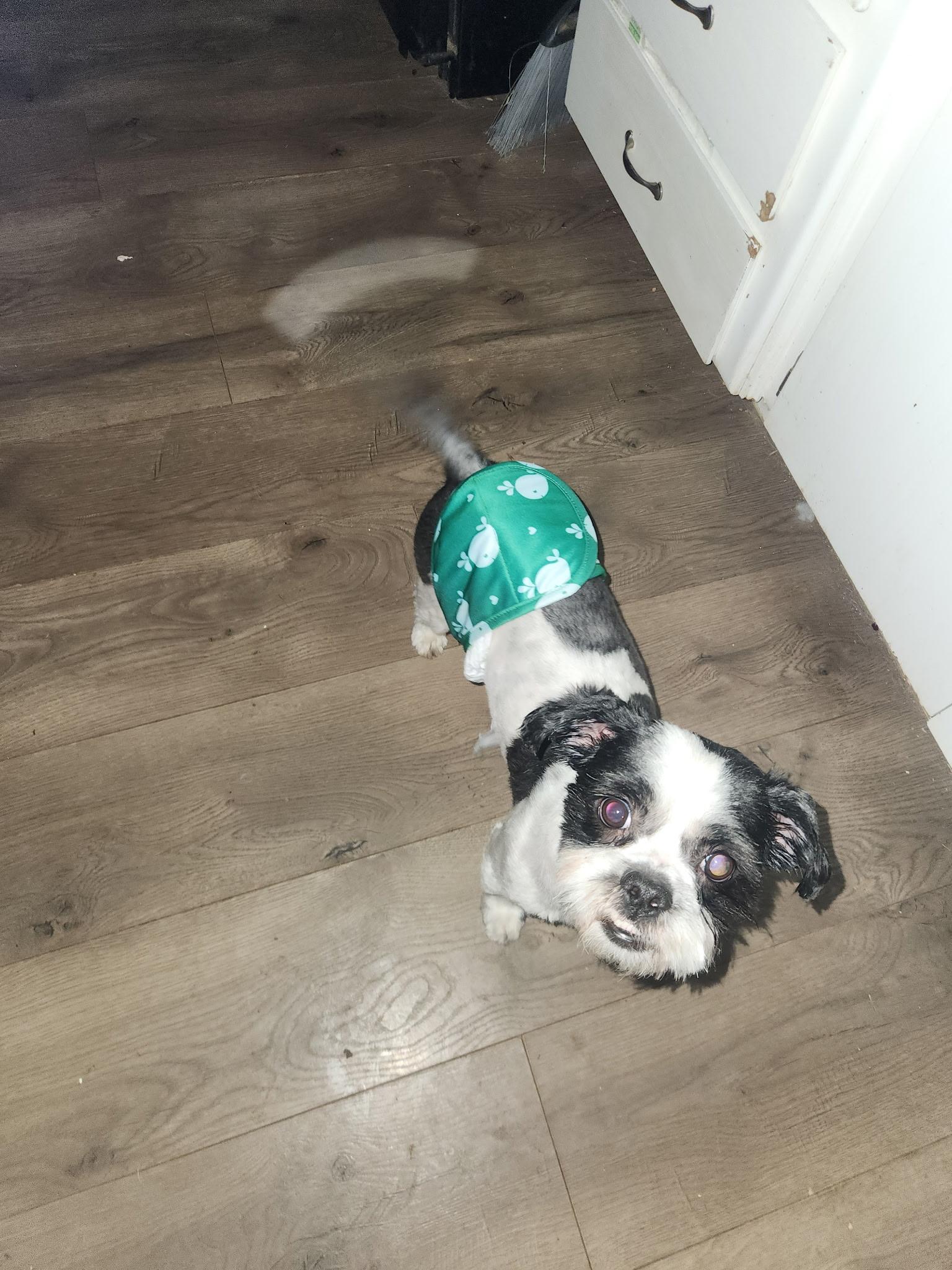 Enlarge Boba, a Adopted Shih Tzu in Madera, CA image 4/5