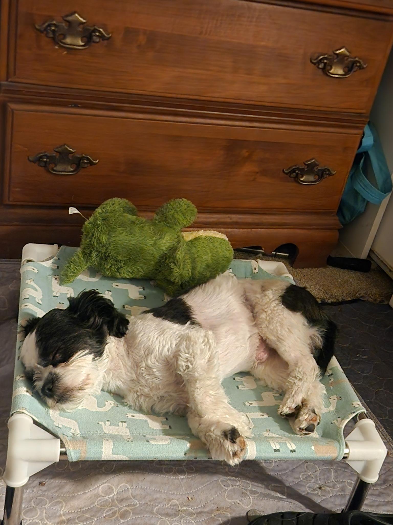 Enlarge Boba, a Adopted Shih Tzu in Madera, CA image 5/5