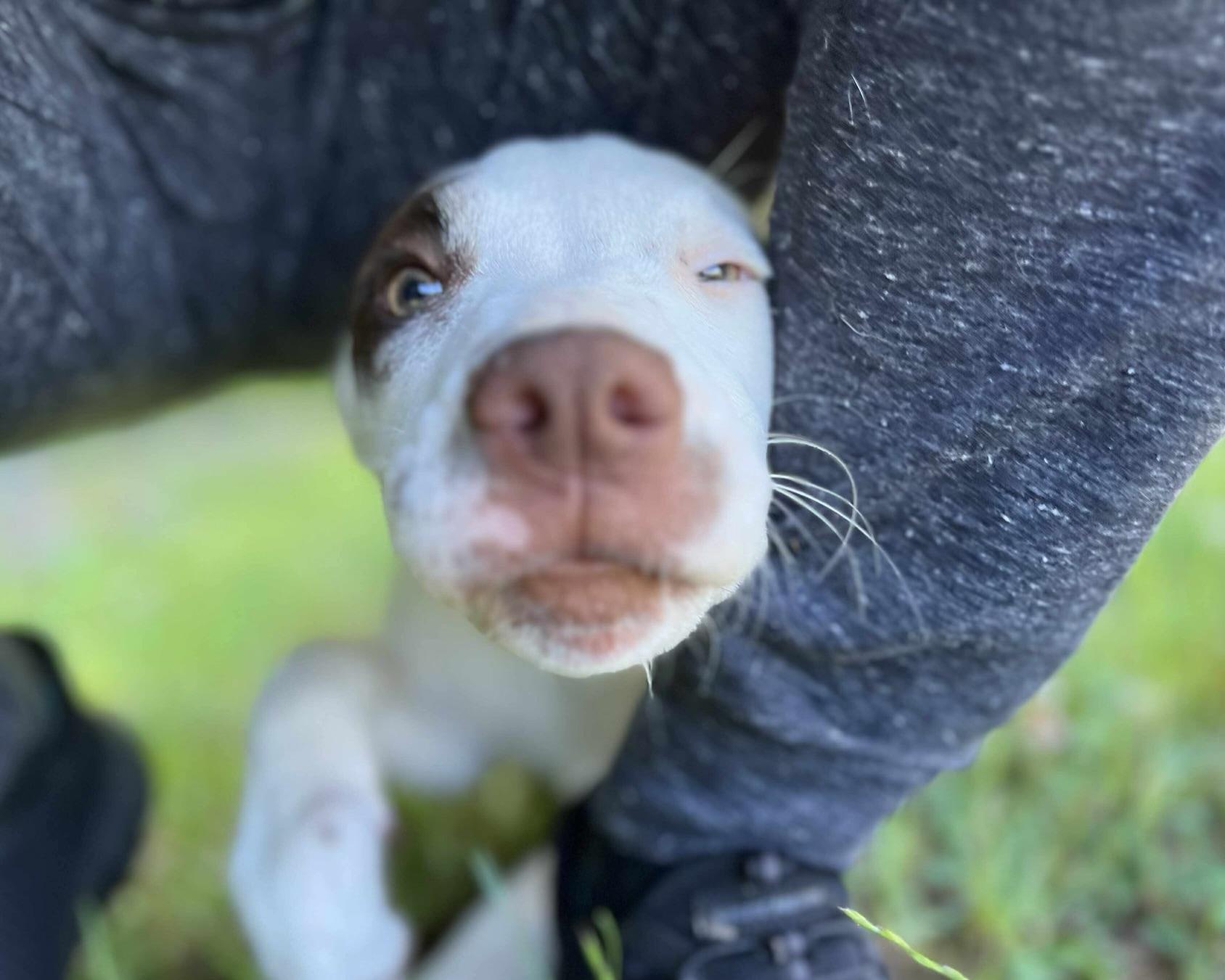 Enlarge Birdie, a Adoptable mixed breed in Grayson, GA image 2/6