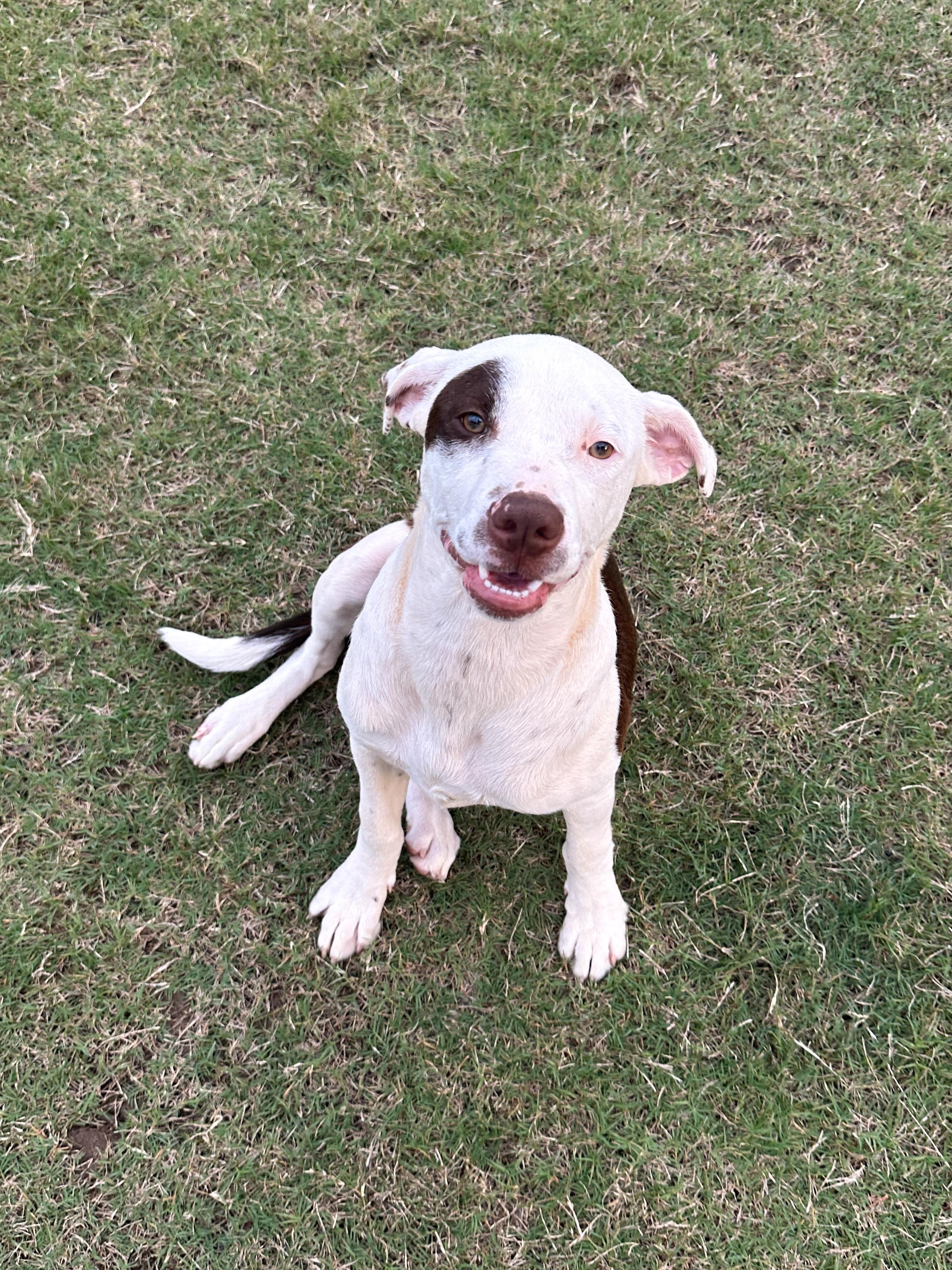 Enlarge Birdie, a Adoptable mixed breed in Grayson, GA image 3/6