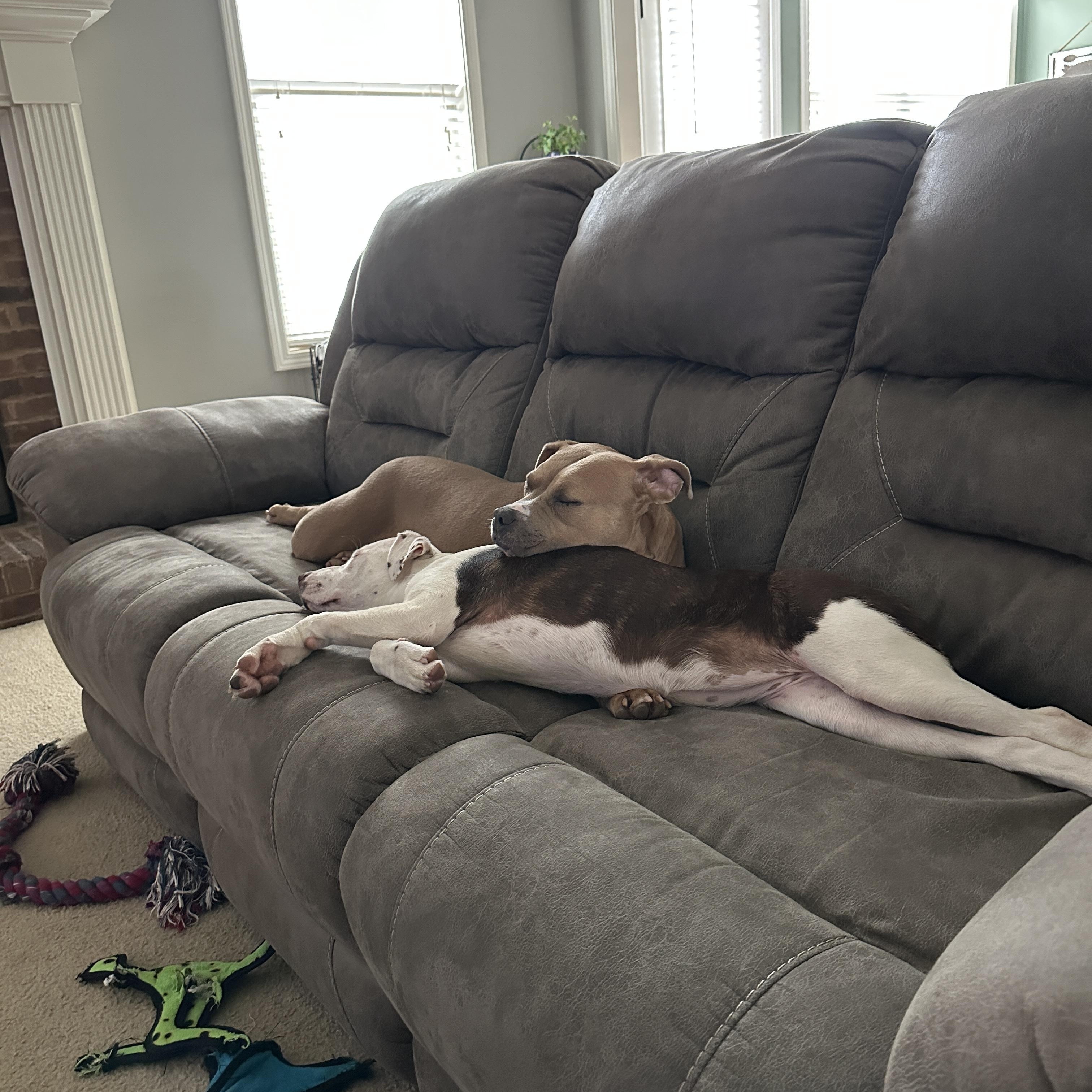 Enlarge Birdie, a Adoptable mixed breed in Grayson, GA image 4/6