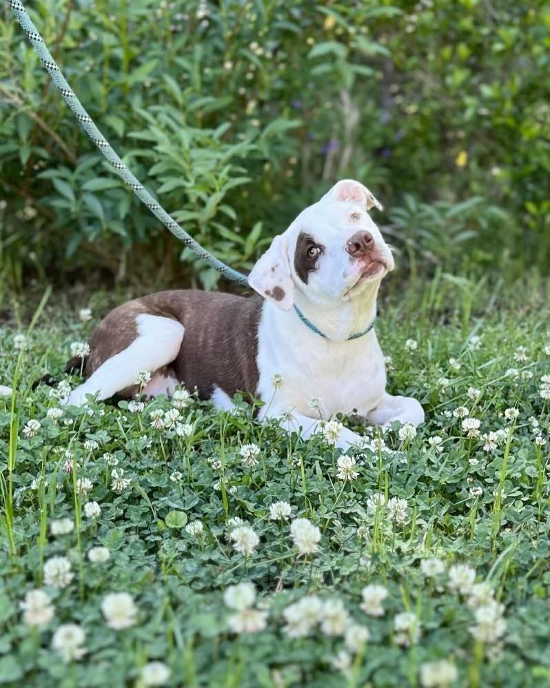 Enlarge Birdie, a Adoptable mixed breed in Grayson, GA image 1/6