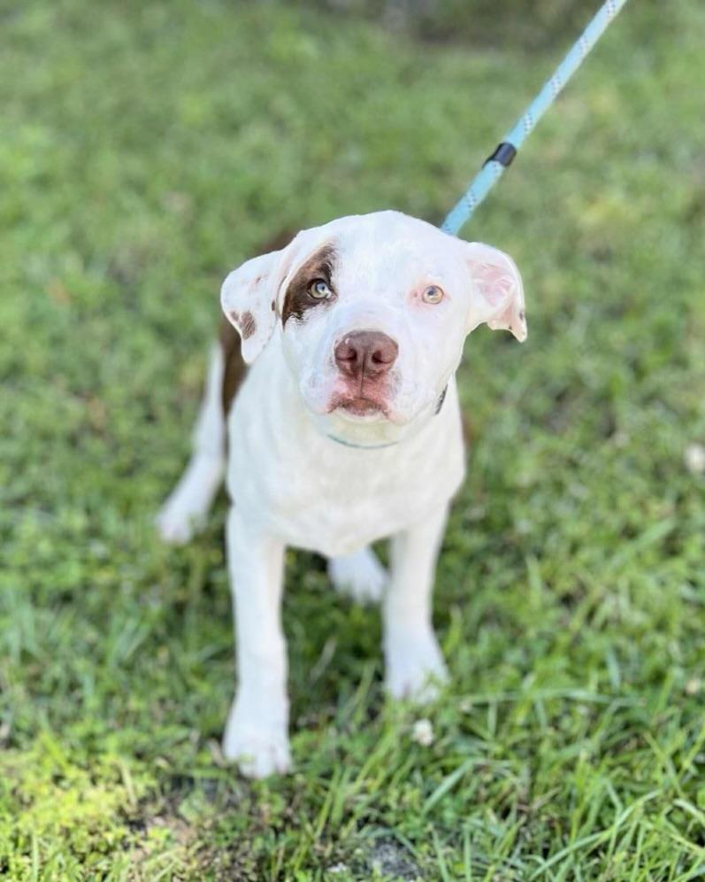 Enlarge Birdie, a Adoptable mixed breed in Grayson, GA image 5/6