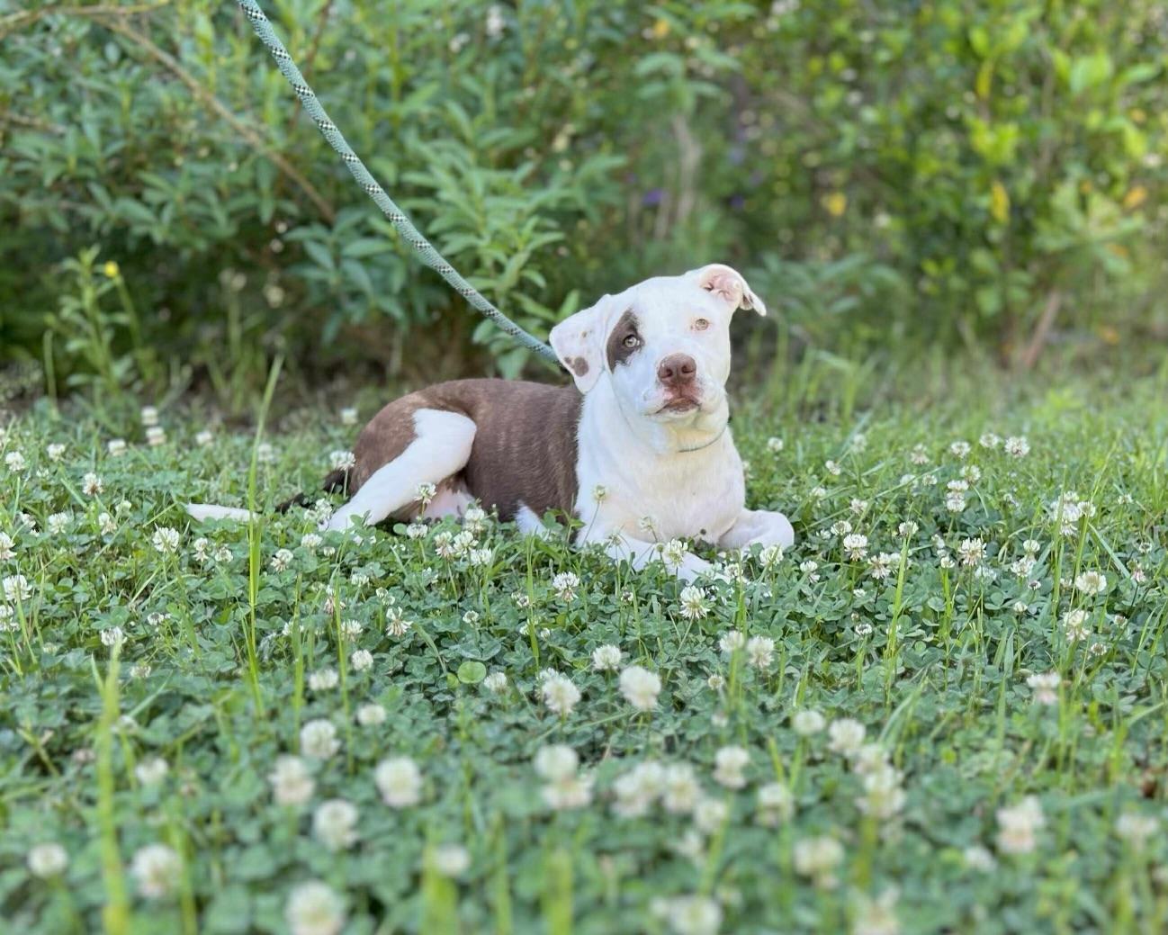 Enlarge Birdie, a Adoptable mixed breed in Grayson, GA image 6/6