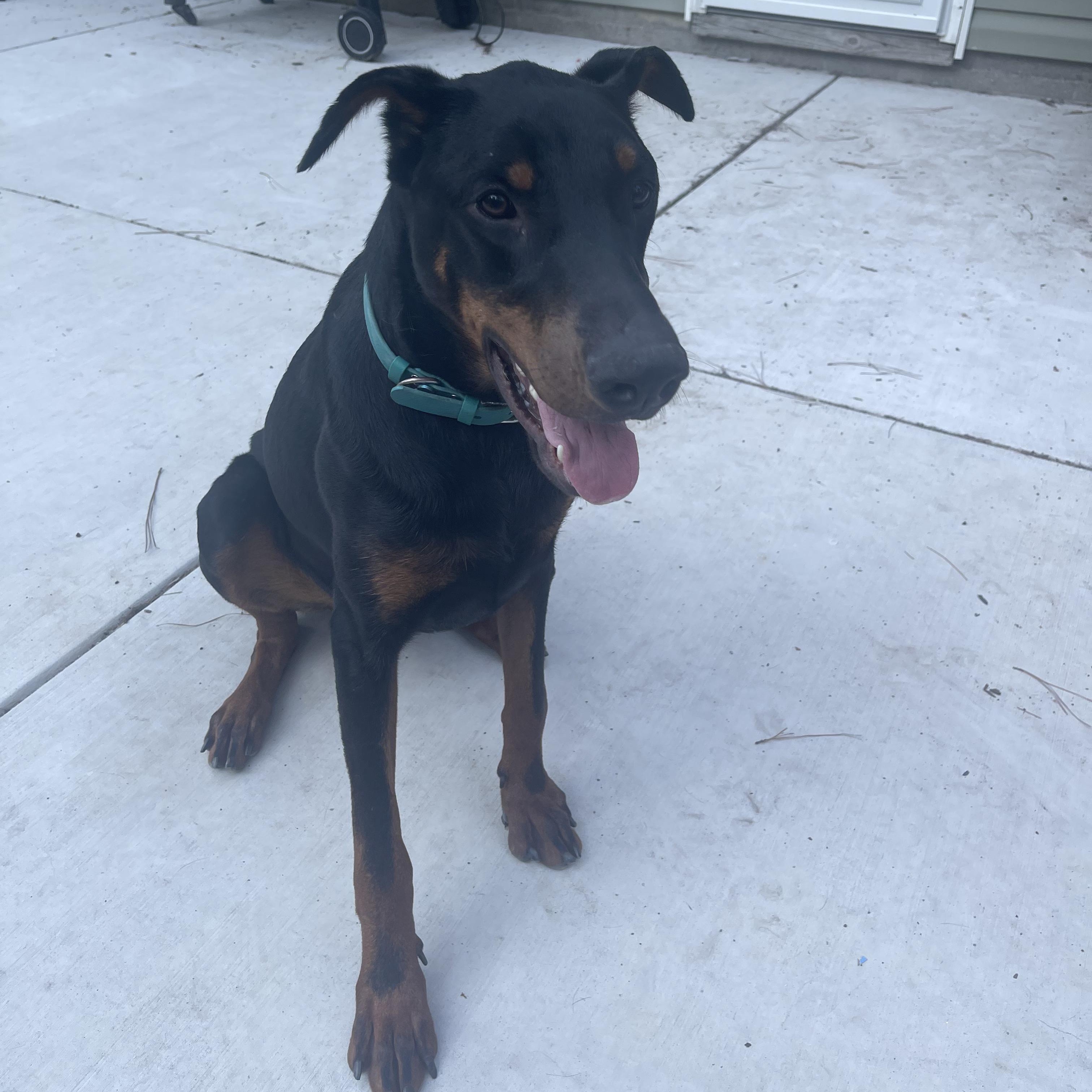 Jax, Adoptable, Adult Male Doberman Pinscher.