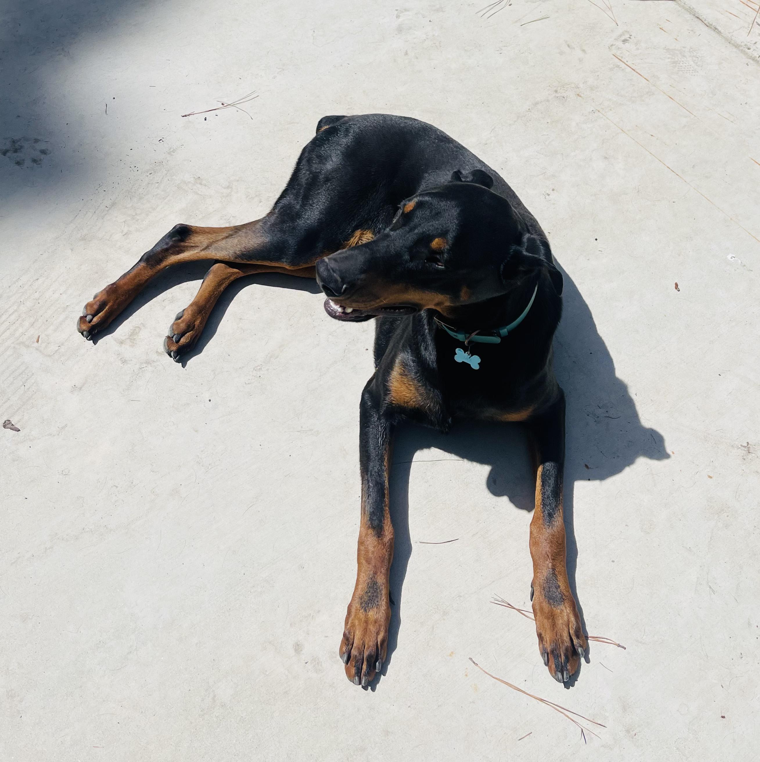 Enlarge Jax, a Adoptable Doberman Pinscher in Salisbury, NC image 2/4