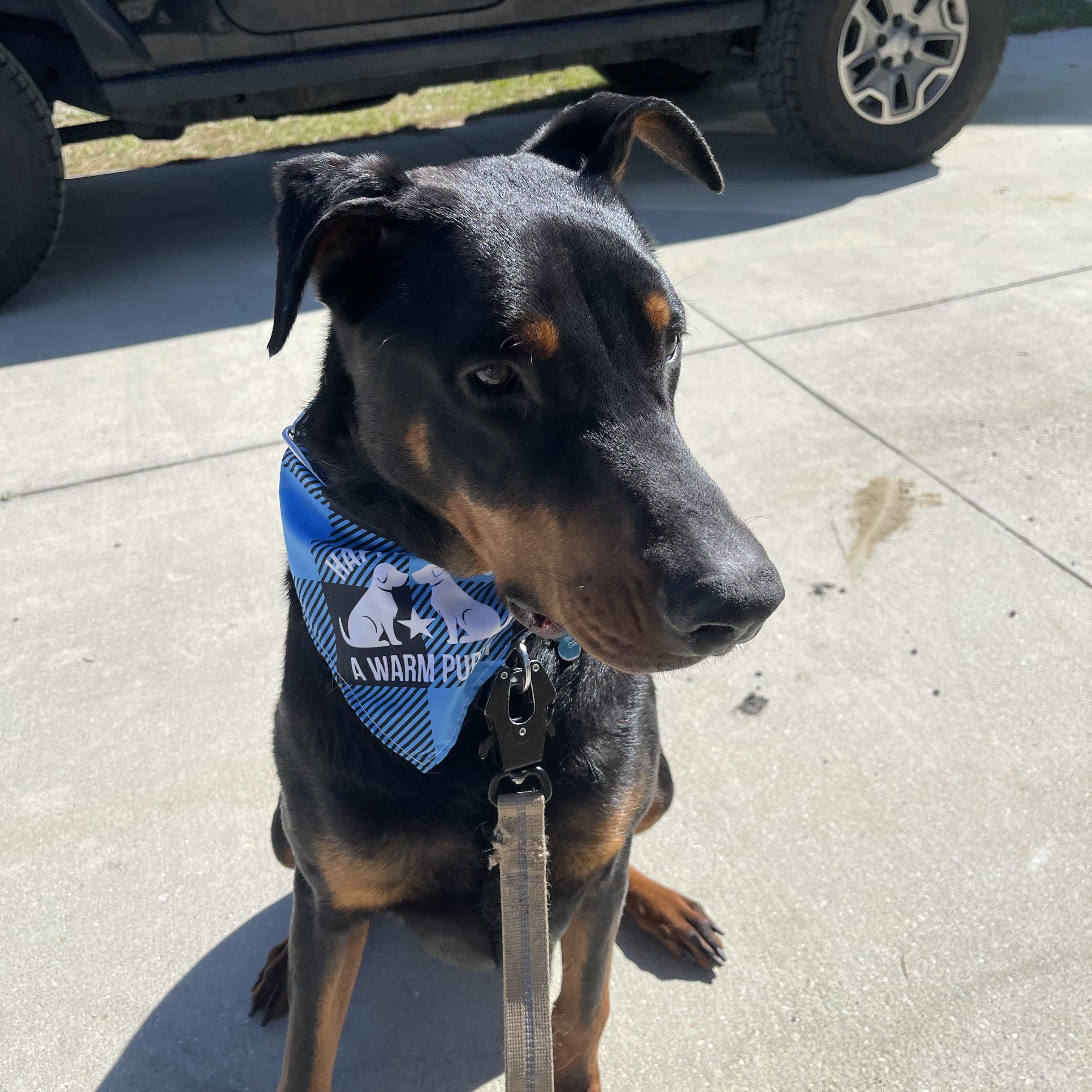 Enlarge Jax, a Adoptable Doberman Pinscher in Salisbury, NC image 3/4