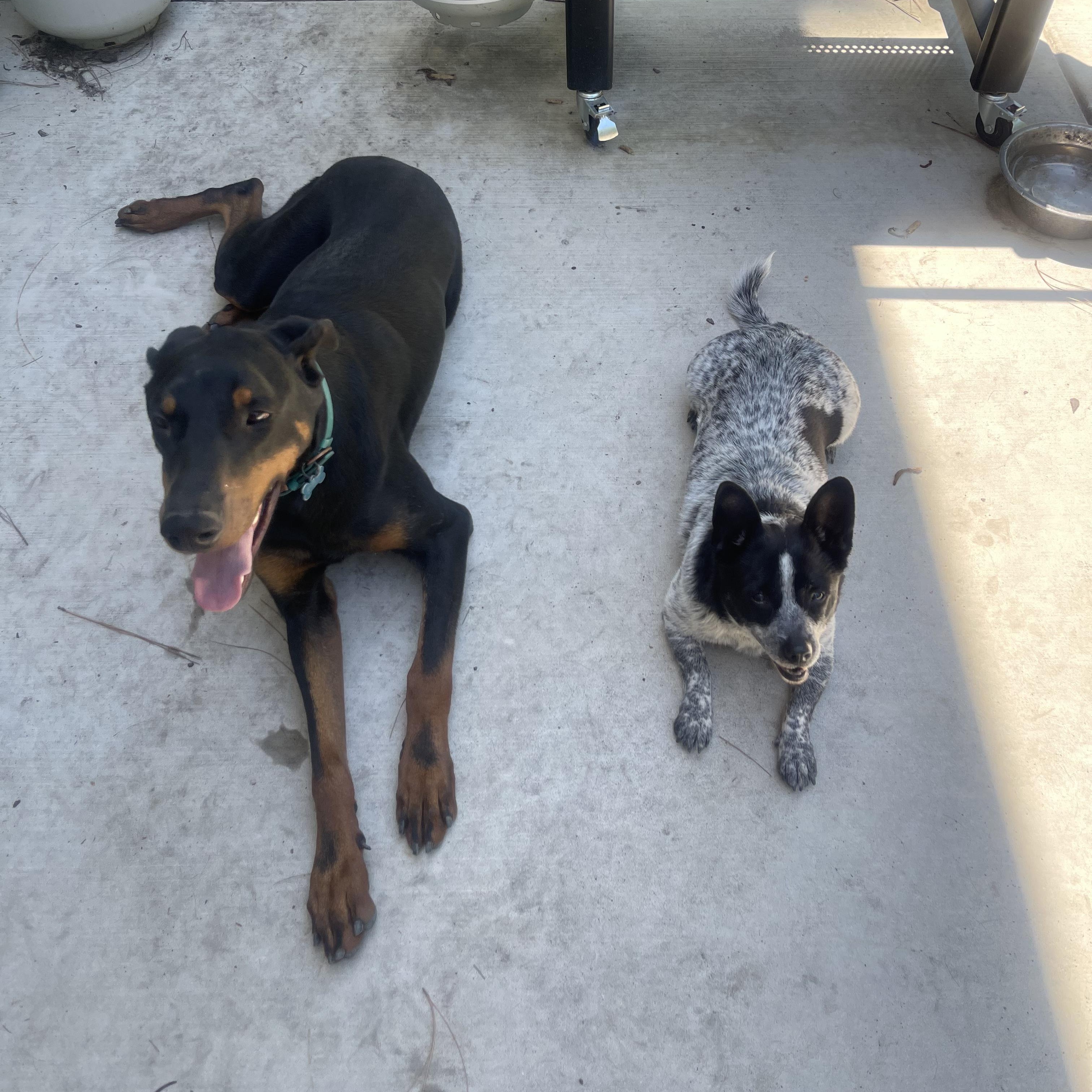 Enlarge Jax, a Adoptable Doberman Pinscher in Salisbury, NC image 4/4