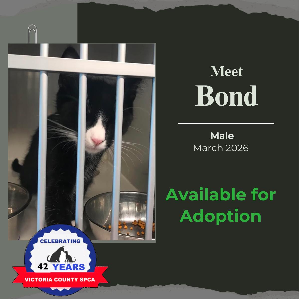 Enlarge Bond, a Adopted Domestic Short Hair in Arthurette, NB image 1/1
