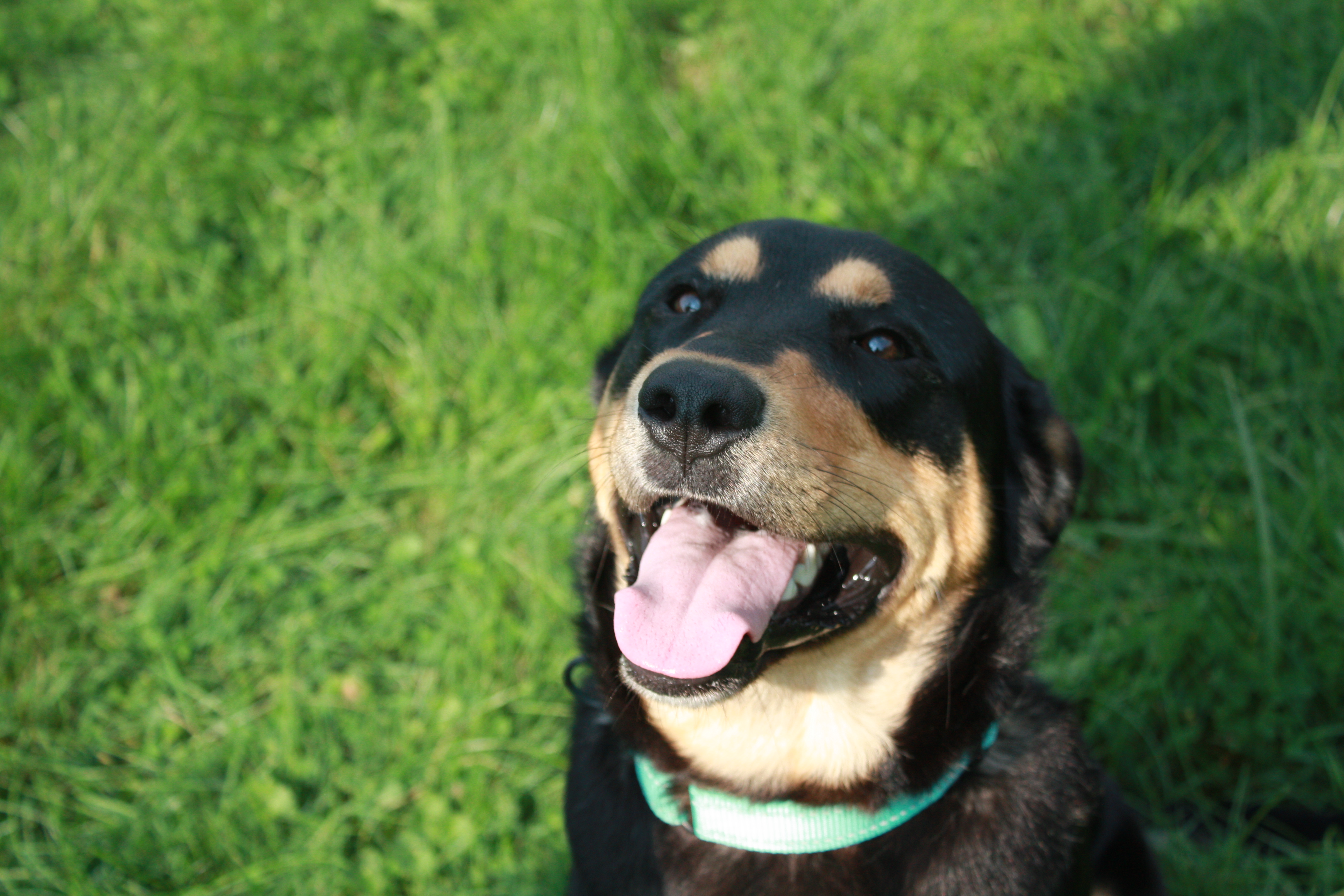 Kenway, Young Male Shepherd