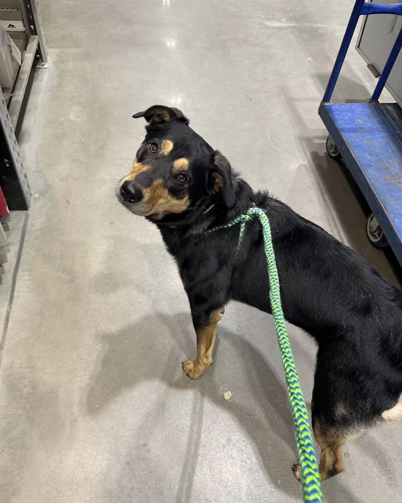 Kenway, a Adoptable mixed breed in Indiana, PA image 3/5