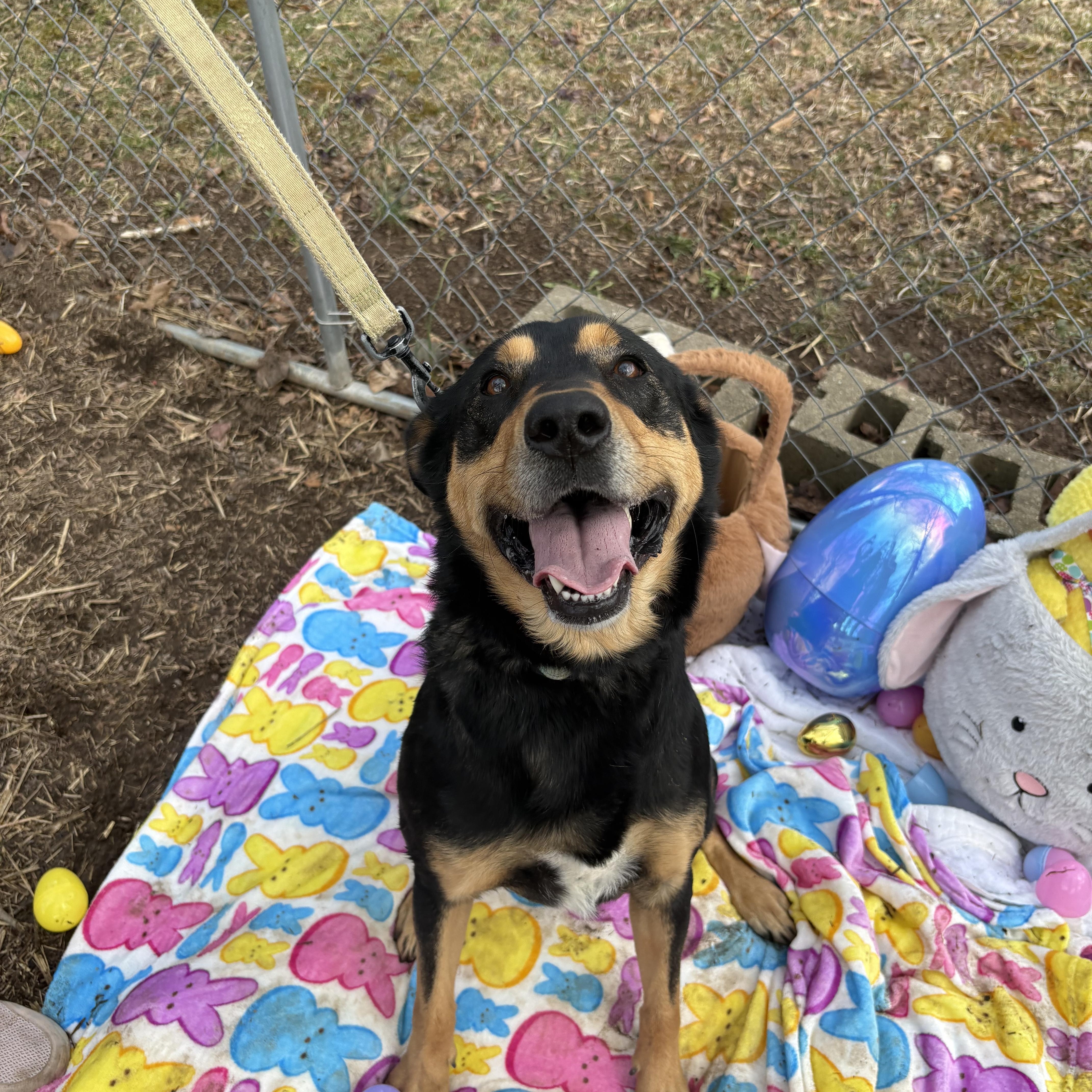 Enlarge Kenway, a Adoptable mixed breed in Indiana, PA image 5/6