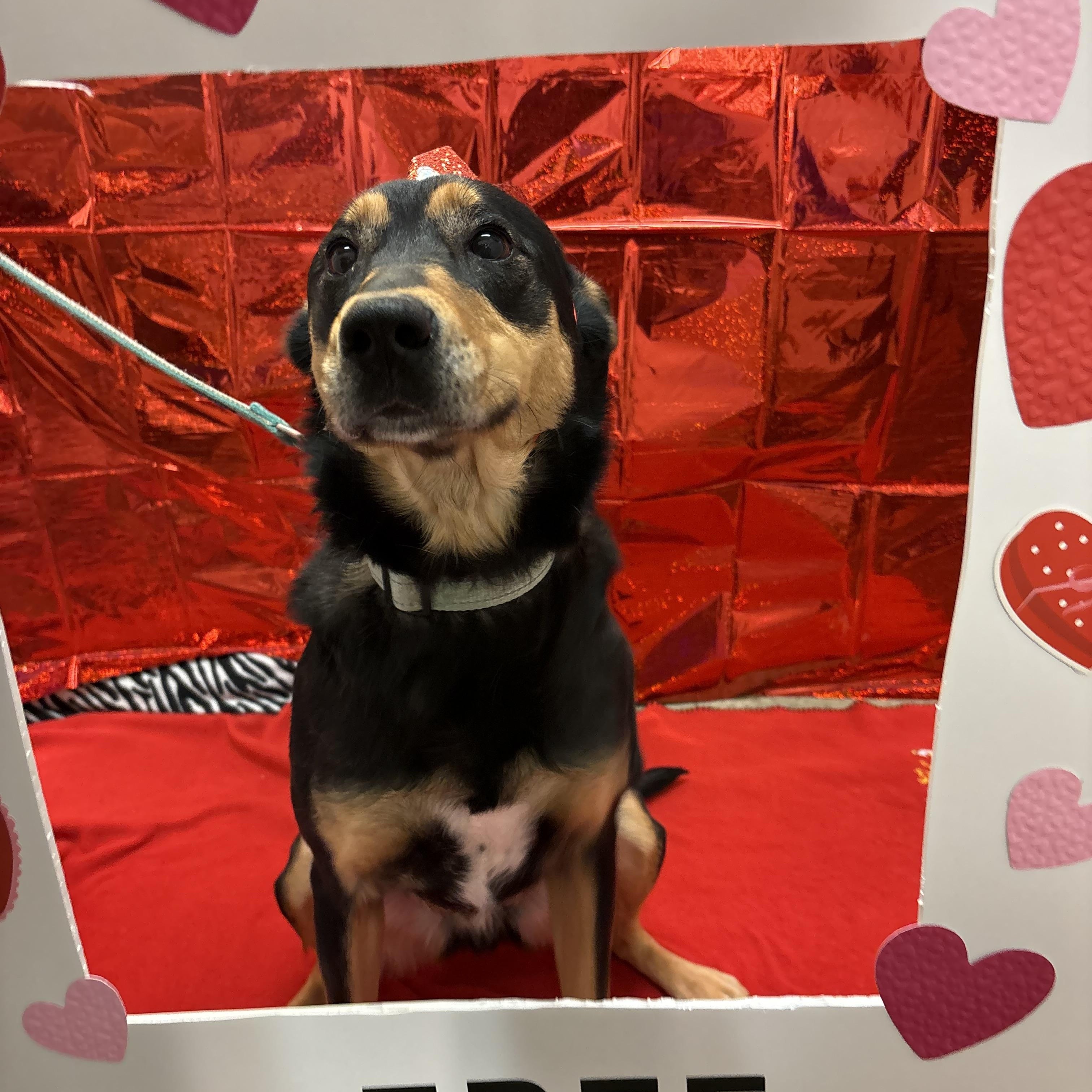 Enlarge Kenway, a Adoptable mixed breed in Indiana, PA image 6/6