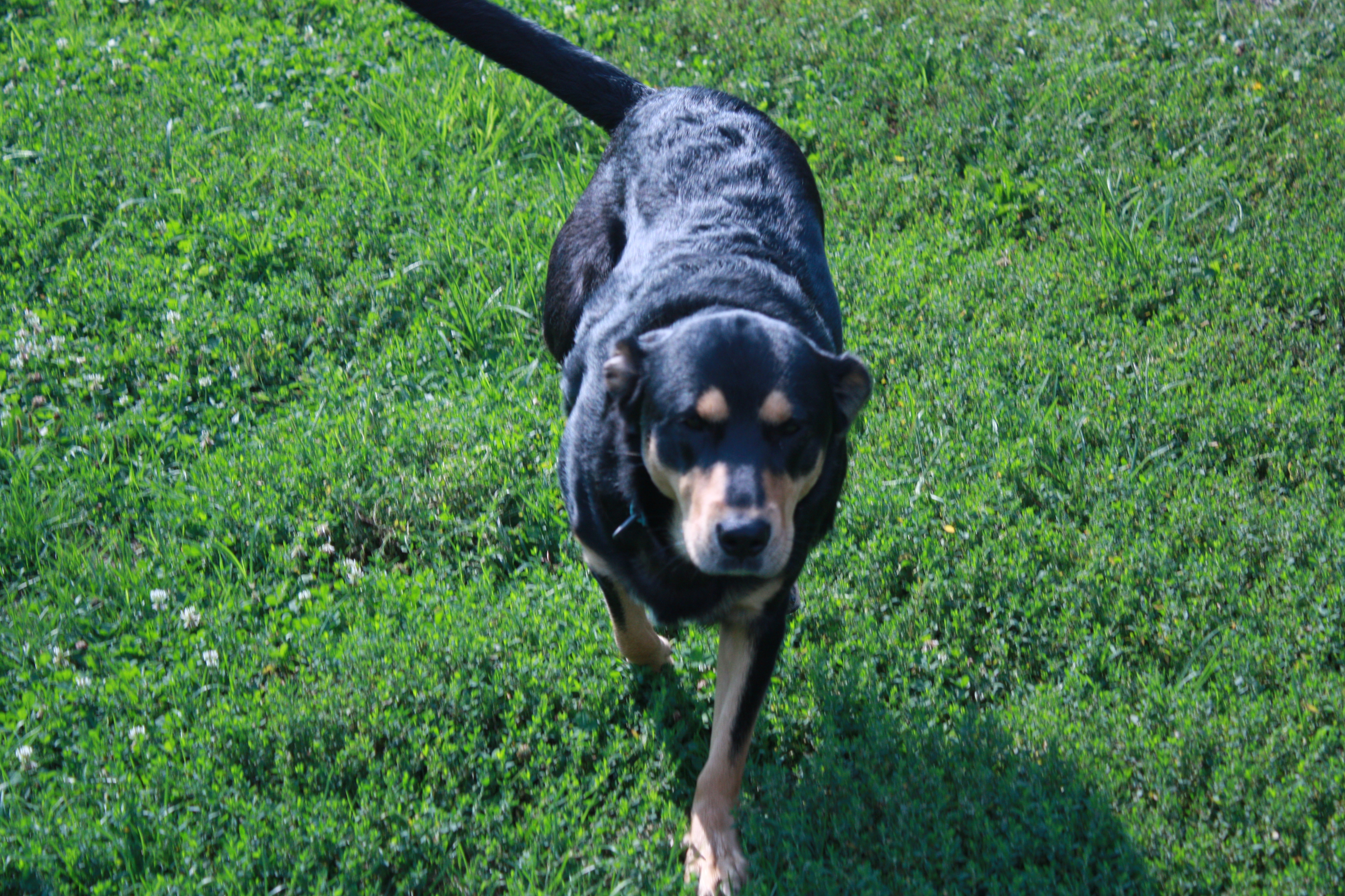 Kenway, a Adoptable mixed breed in Indiana, PA image 2/3