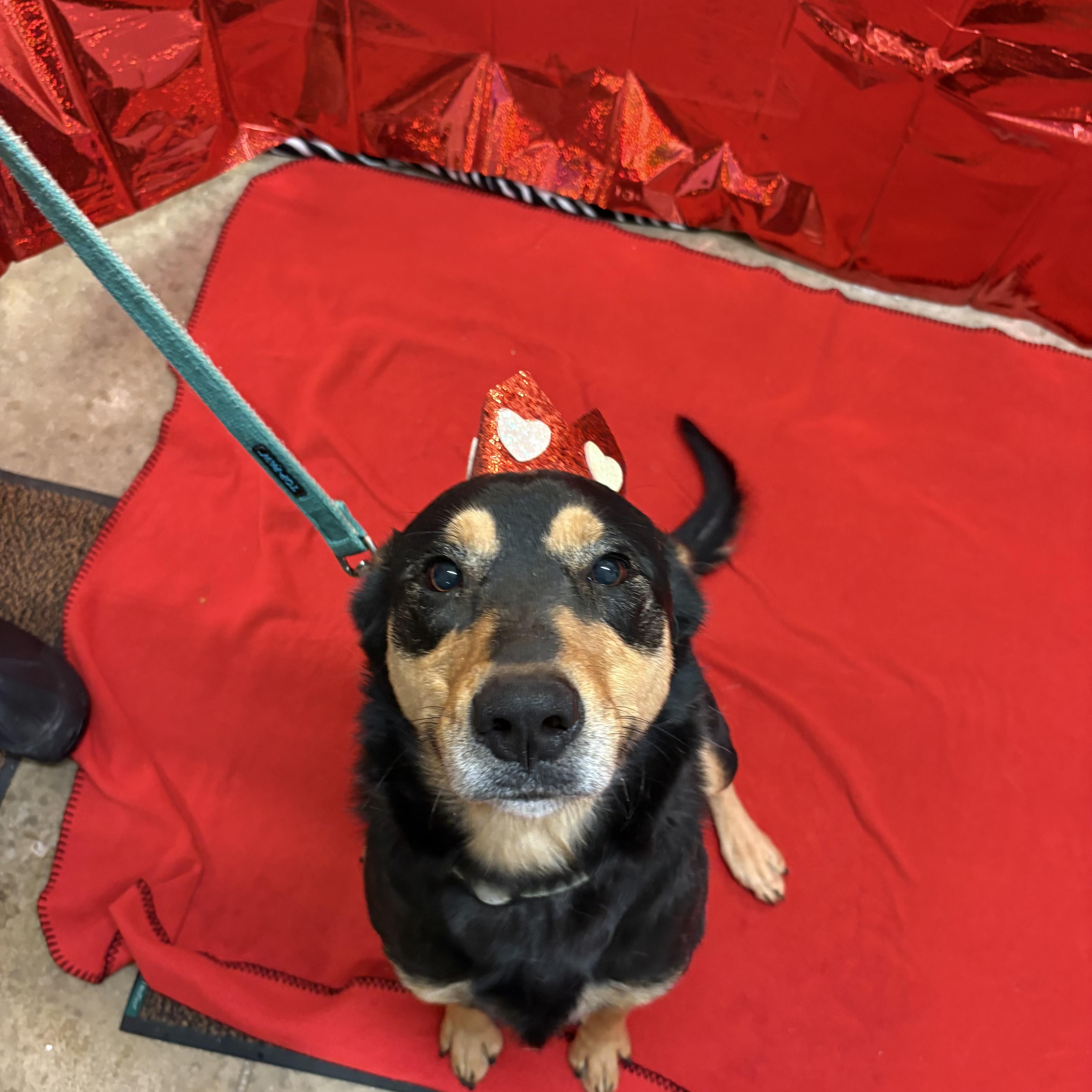 Enlarge Kenway, a Adoptable mixed breed in Indiana, PA image 2/6