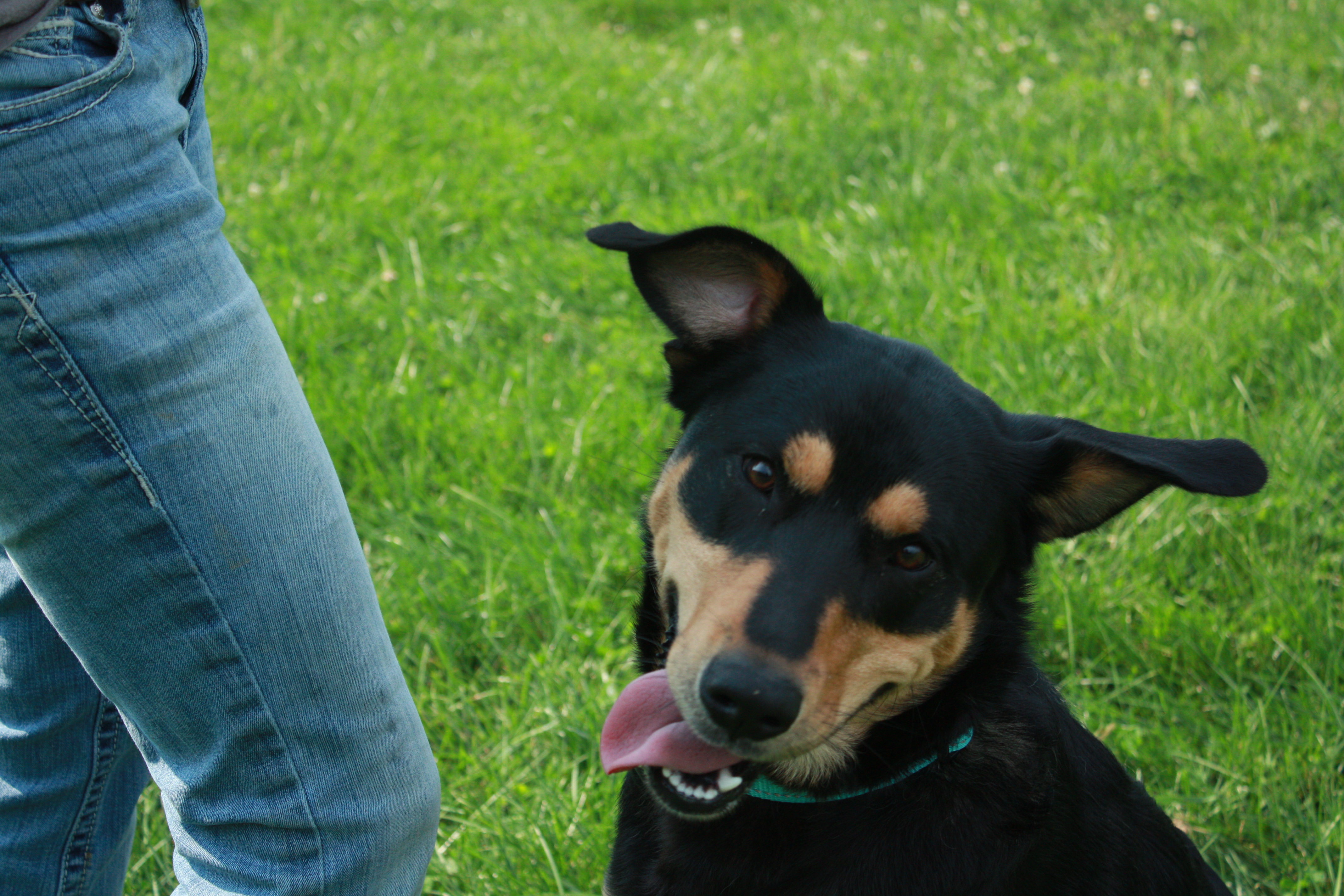 Kenway, a Adoptable mixed breed in Indiana, PA image 3/3