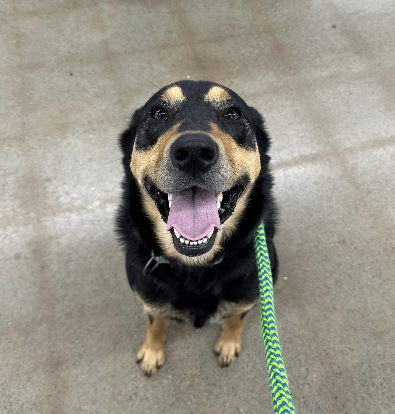Kenway, a Adoptable mixed breed in Indiana, PA image 1/5