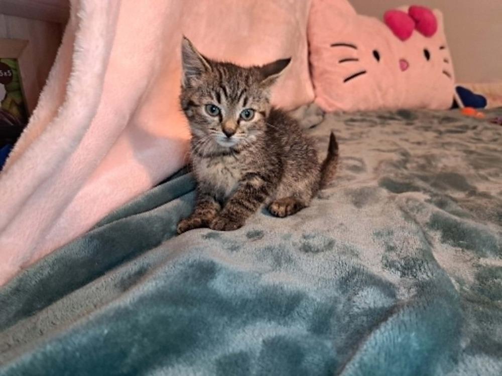 Chalupa, Adoptable, Kitten Female Domestic Short Hair.