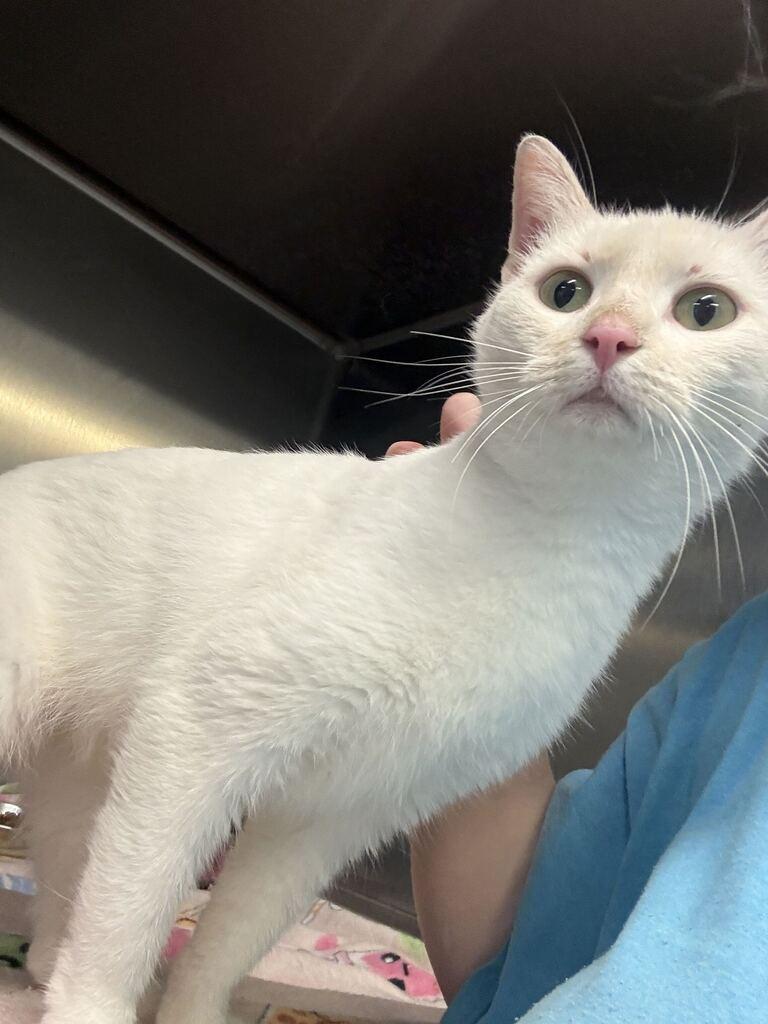 Enlarge PEARL, a Adoptable mixed breed in Athens, AL image 1/5