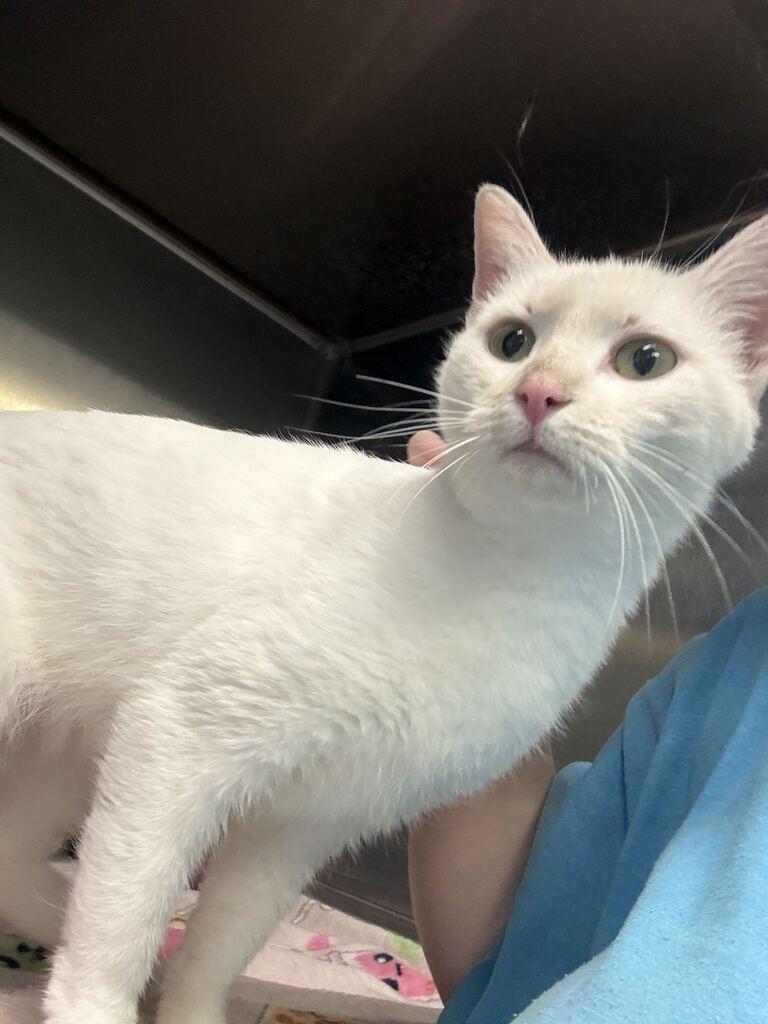 Enlarge PEARL, a Adoptable mixed breed in Athens, AL image 2/5