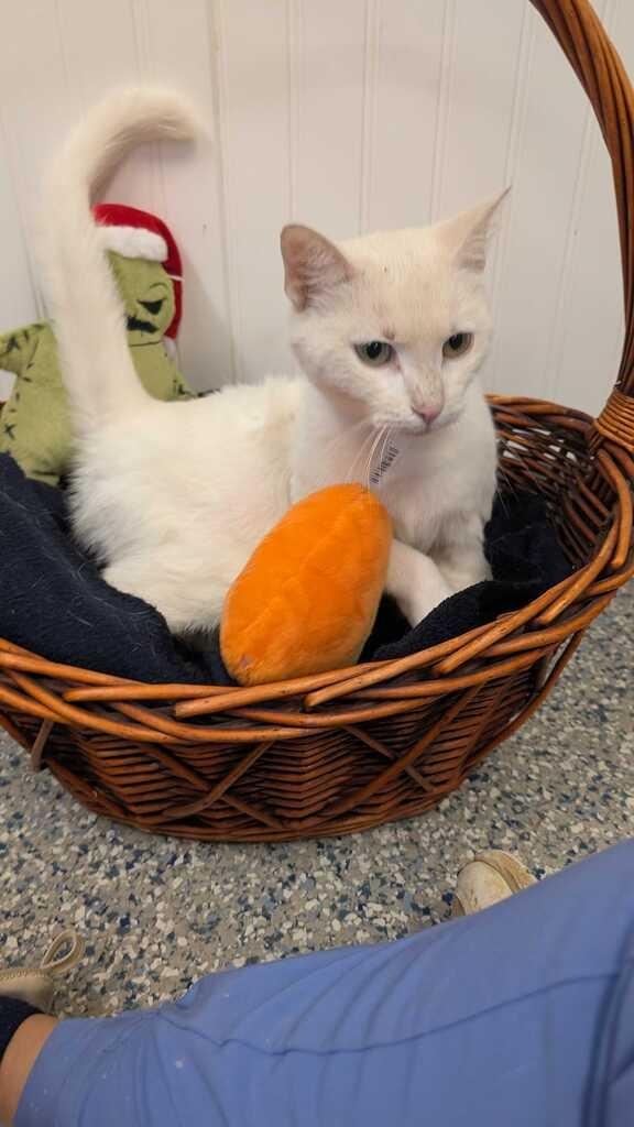 Enlarge PEARL, a Adoptable mixed breed in Athens, AL image 3/5