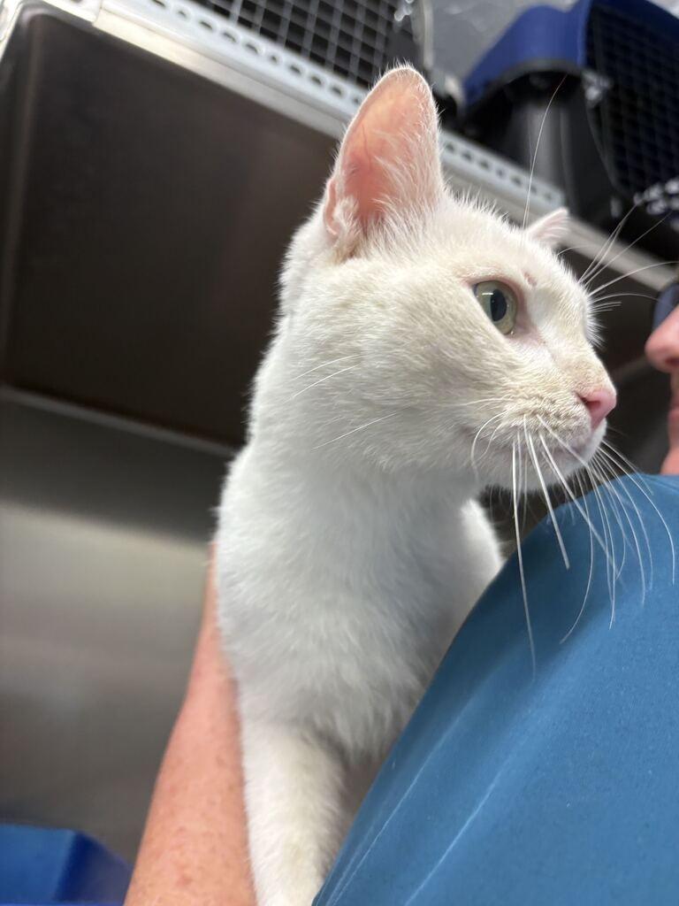 Enlarge PEARL, a Adoptable mixed breed in Athens, AL image 4/5