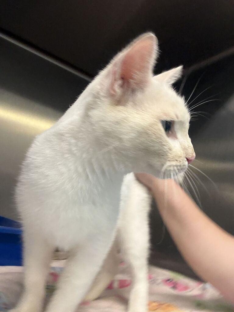 Enlarge PEARL, a Adoptable mixed breed in Athens, AL image 5/5