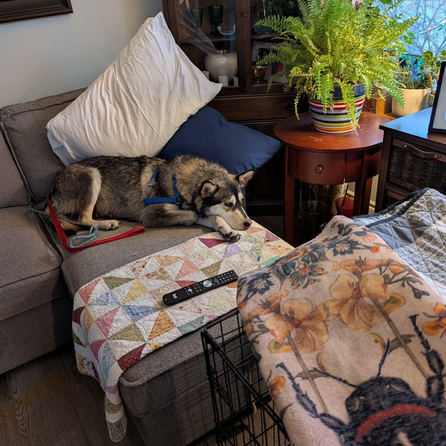 Ivy, Adoptable, Adult Female Siberian Husky.