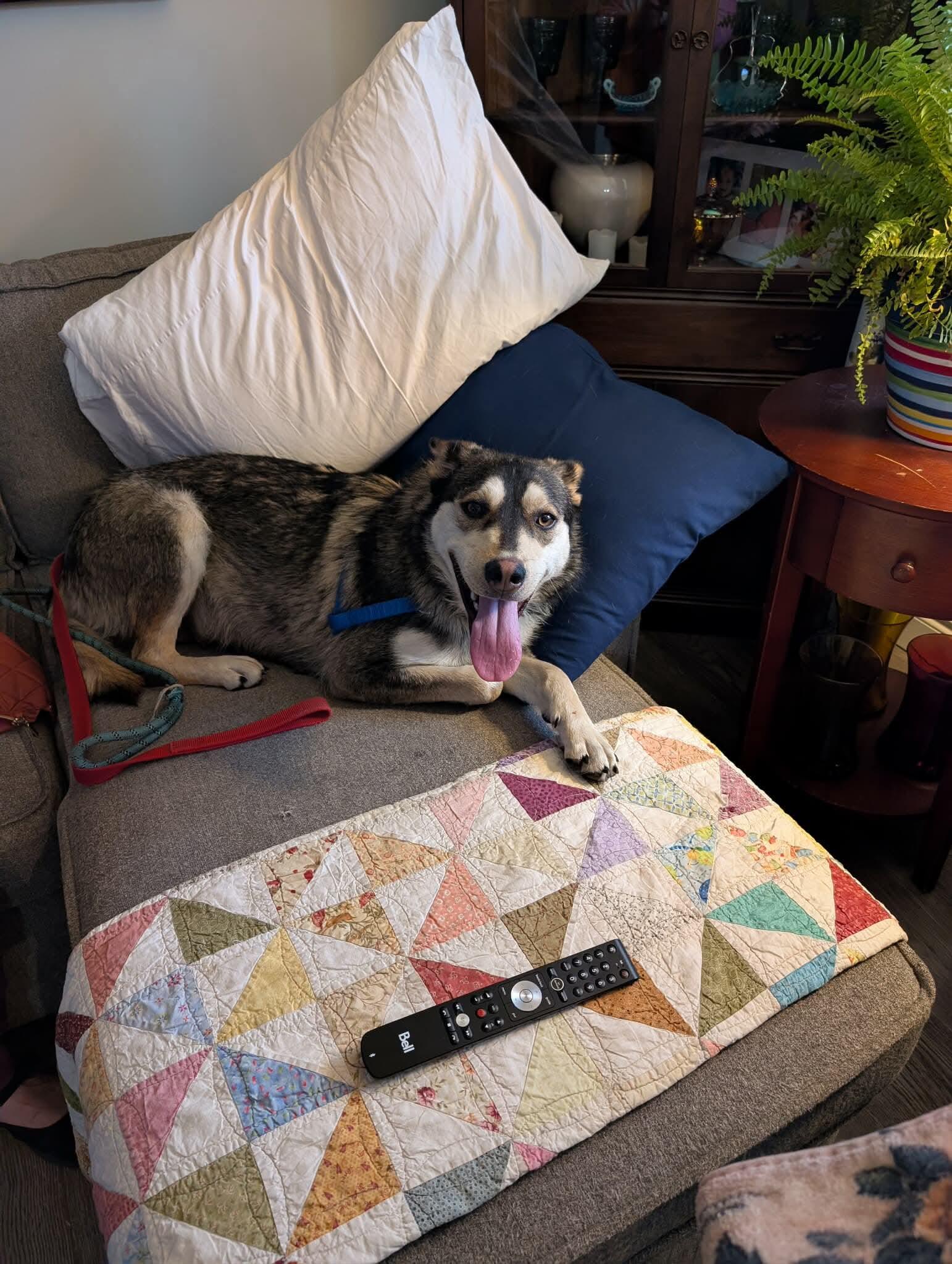 Enlarge Ivy, a Adoptable mixed breed in Mississauga , ON image 2/5