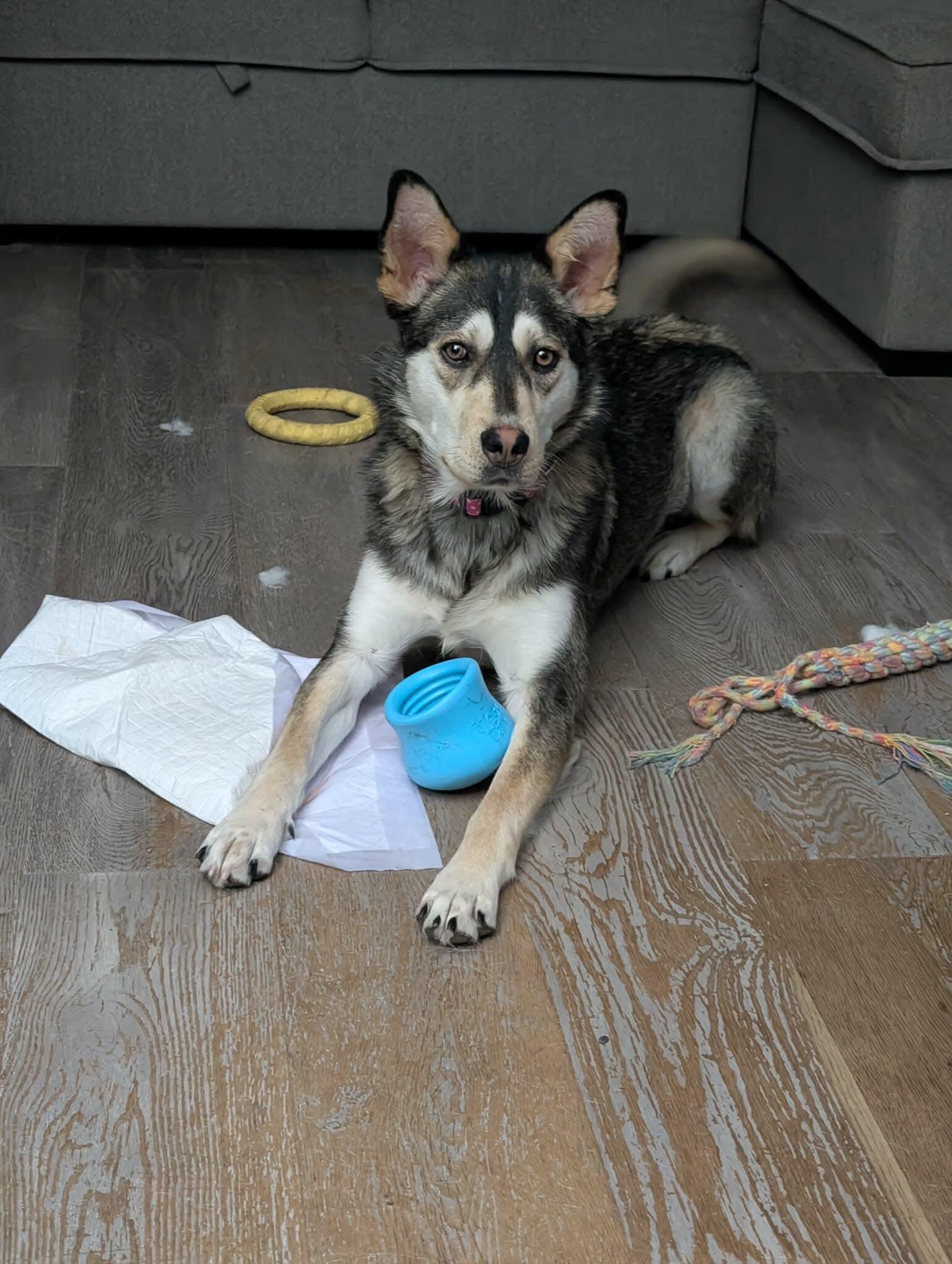 Enlarge Ivy, a Adoptable mixed breed in Mississauga , ON image 3/5