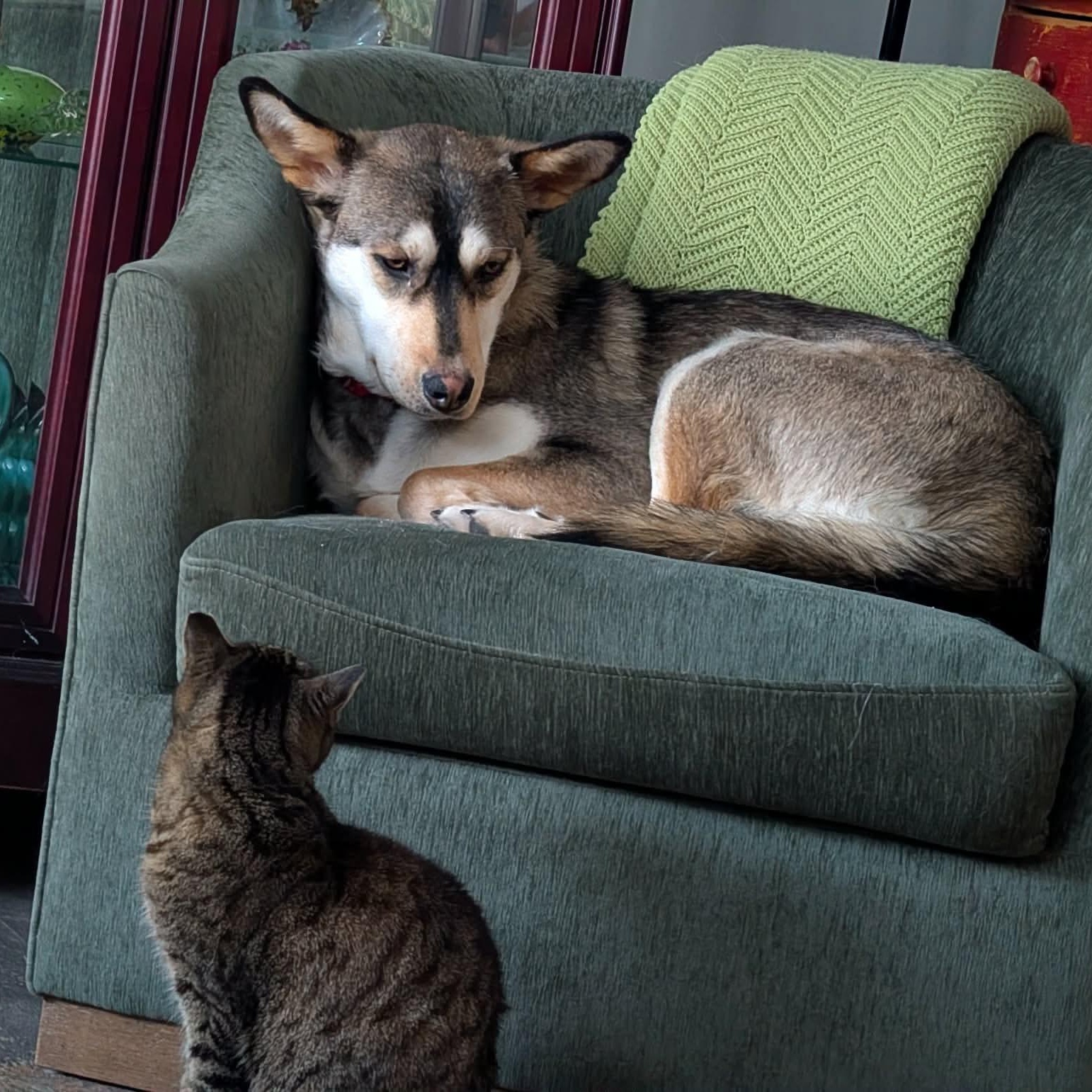 Enlarge Ivy, a Adoptable mixed breed in Mississauga , ON image 5/5