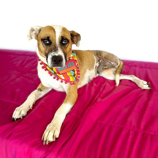 LULU (Tripod), Adopted, Young Female Black Mouth Cur & English Pointer.