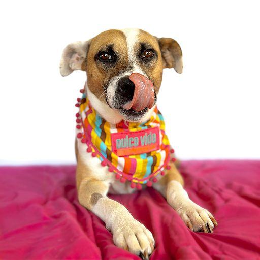 Enlarge LULU (Tripod), a Adopted mixed breed in San Diego, CA image 2/6