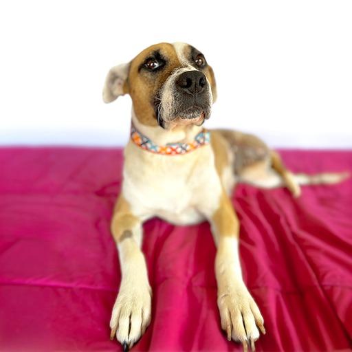 Enlarge LULU (Tripod), a Adopted mixed breed in San Diego, CA image 3/6